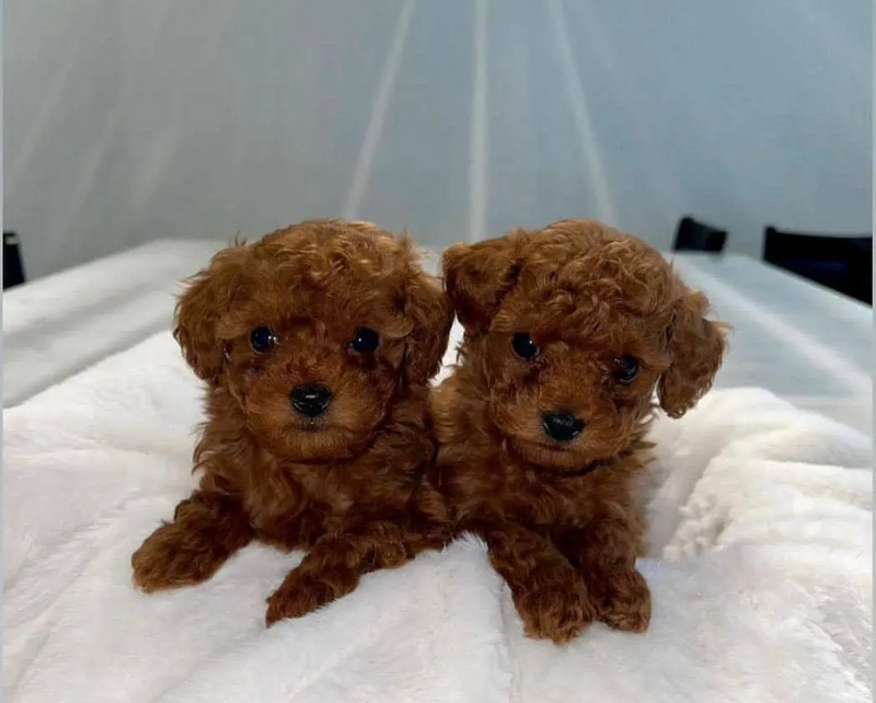 Pudel, Poodle, Caniche.