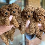 Pudel, Poodle, Caniche